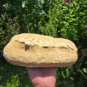 Mosasaurier Kiefer mit originalen Zähnen (Präpariert) – Fossil aus Marokko - 29x18cm - Nr. 6