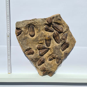 Echter Trilobit Fossil auf Matrix – Naturfund aus Marokko - handpräpariert - 25x31cm - Nr. 6