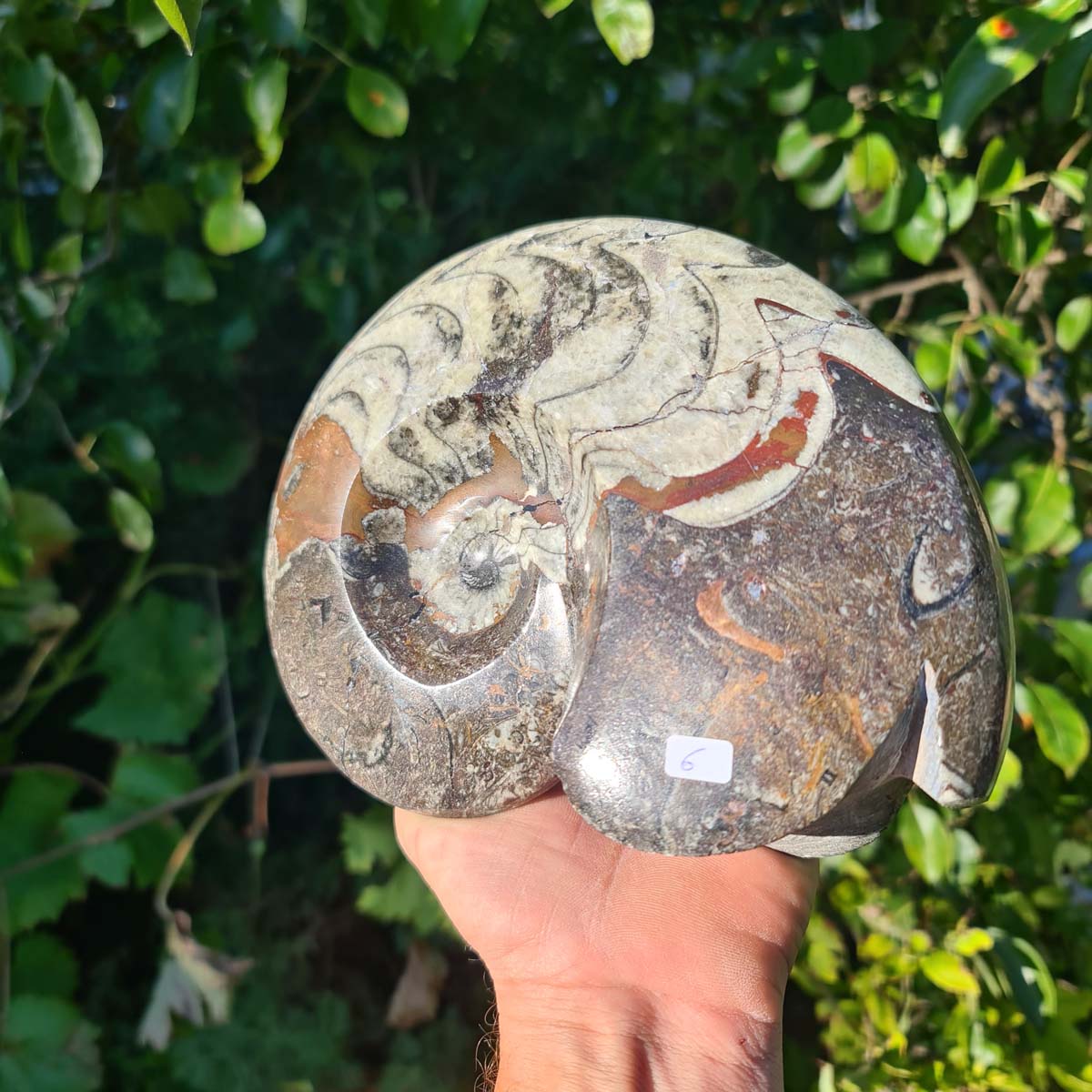 Ammonit - Echtes versteinertes Fossil - 100 Millionen Jahre alt - 20x16 cm - NR. 45