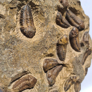 Echter Trilobit Fossil auf Matrix – Naturfund aus Marokko - handpräpariert - 25x31cm - Nr. 6