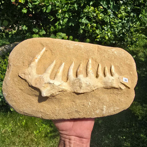 Mosasaurier Kiefer mit originalen Zähnen (Präpariert) – Fossil aus Marokko - 29x18cm - Nr. 6