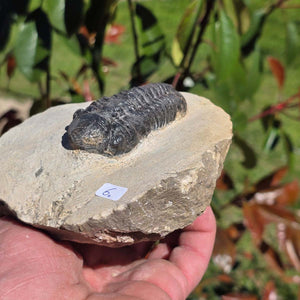 Echter Trilobit auf Muttergestein - Fossil aus Marokko – ca. 350 Mio. J., handpräpariert 13x11x6cm Nr. 6.