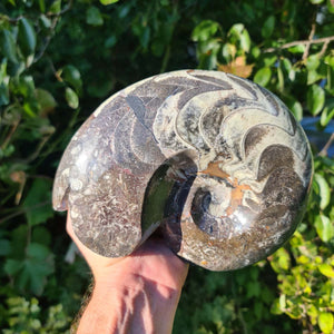 Ammonit - Echtes versteinertes Fossil - 100 Millionen Jahre alt - 20x16 cm - NR. 45