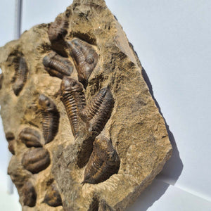 Echter Trilobit Fossil auf Matrix – Naturfund aus Marokko - handpräpariert - 25x31cm - Nr. 6