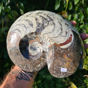 Ammonit - Echtes versteinertes Fossil - 100 Millionen Jahre alt - 20x16 cm - NR. 45