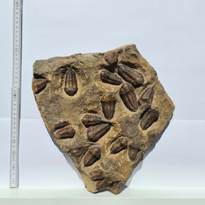 Echter Trilobit Fossil auf Matrix – Naturfund aus Marokko - handpräpariert - 25x31cm - Nr. 6