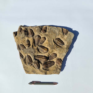 Echter Trilobit Fossil auf Matrix – Naturfund aus Marokko - handpräpariert - 25x31cm - Nr. 6