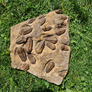 Echter Trilobit Fossil auf Matrix – Naturfund aus Marokko - handpräpariert - 25x31cm - Nr. 6