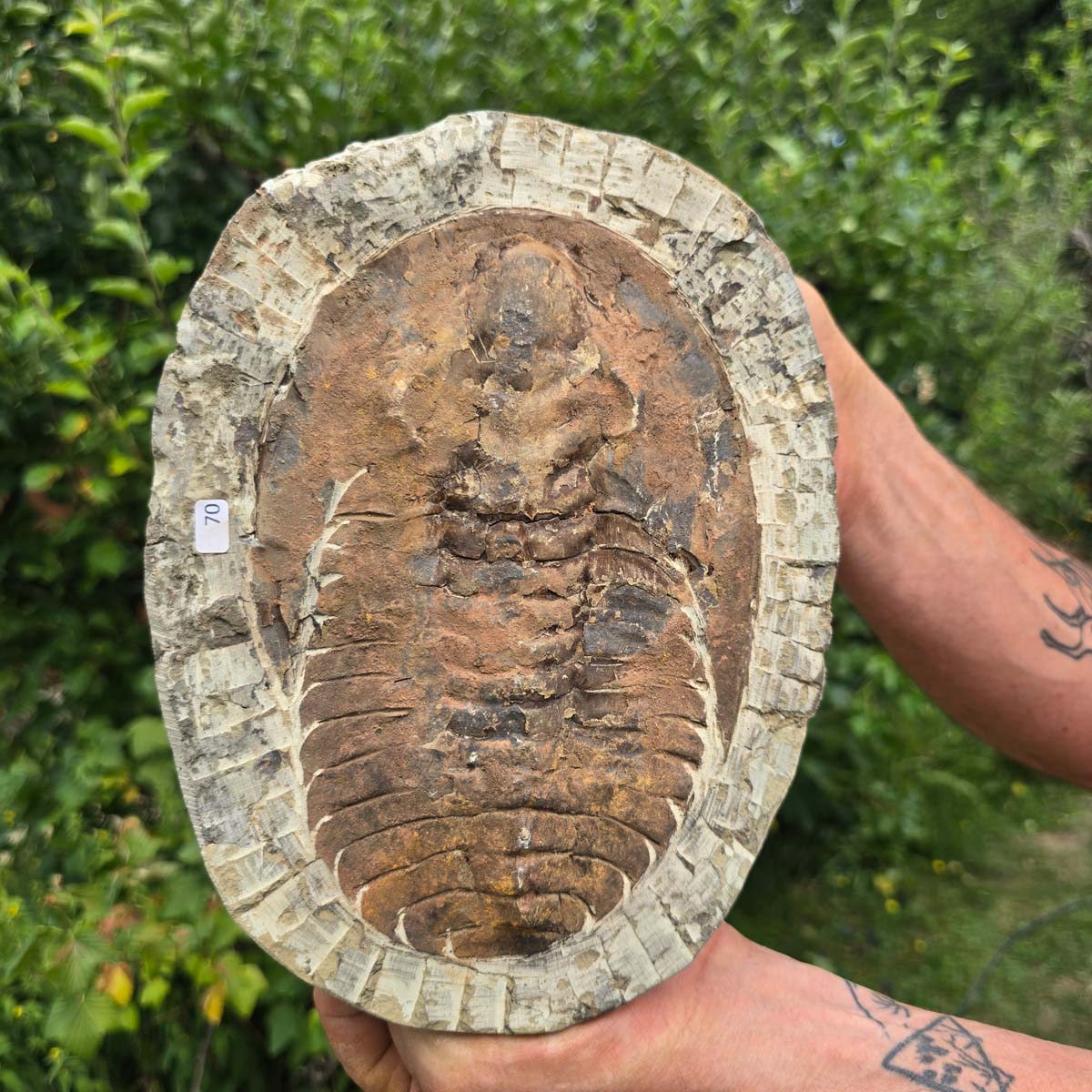 Echter Trilobit Fossil auf Matrix – Naturfund aus Marokko - handpräpariert - 24x18cm - Nr. 70