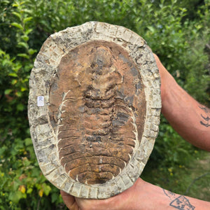 Echter Trilobit Fossil auf Matrix – Naturfund aus Marokko - handpräpariert - 24x18cm - Nr. 70