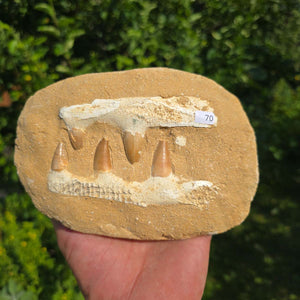 Mosasaurus Kiefer Prognathodon mit originalen Zähnen (Präpariert) – Fossil aus Marokko - 17x12cm - Nr. 70