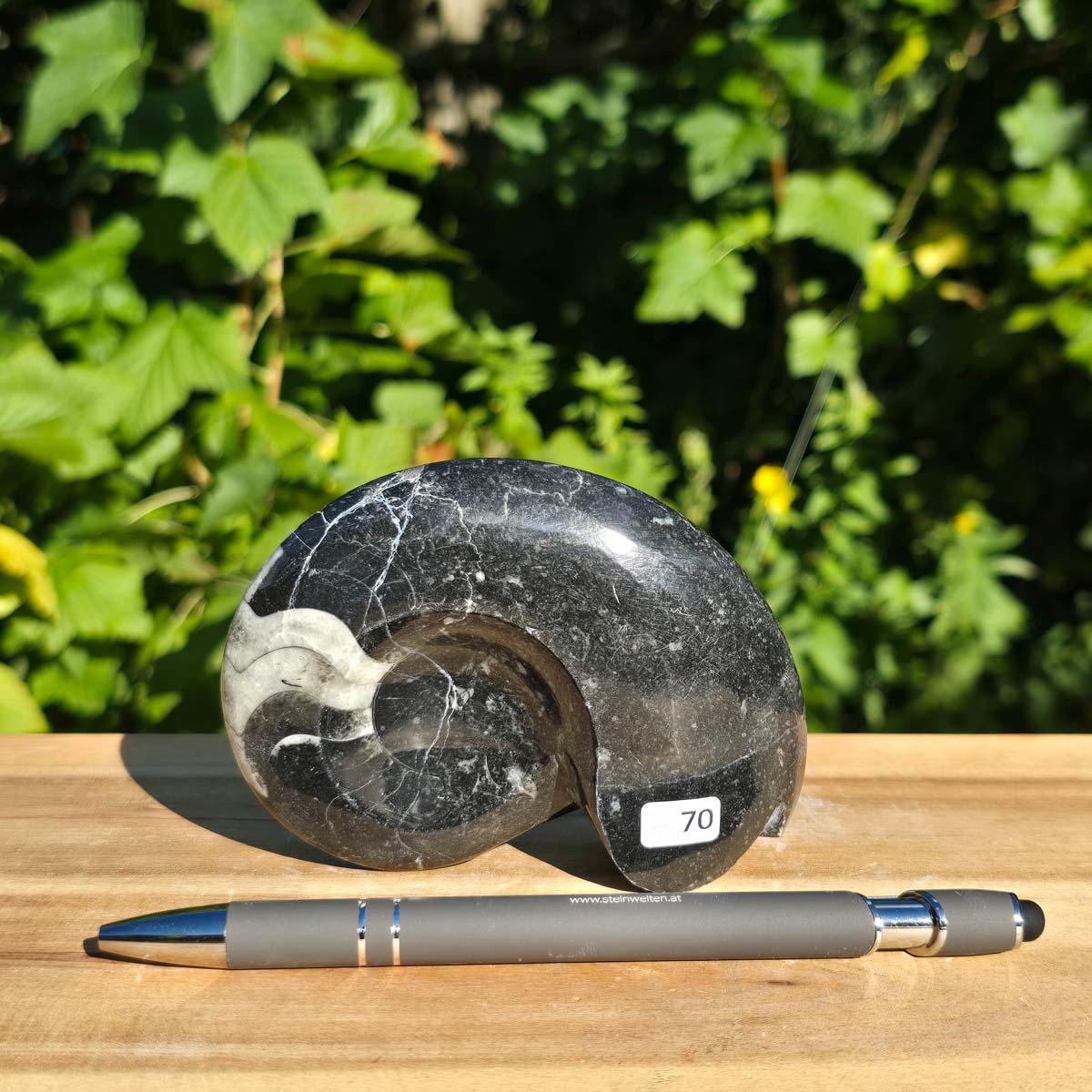 Ammonit - Echtes versteinertes Fossil - 100 Millionen Jahre alt - 10x8 cm - NR. 98