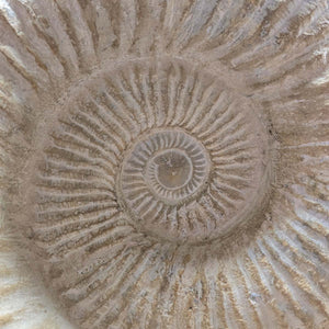 Ammonit - Echtes versteinertes Fossil - 100 Millionen Jahre alt - 57x49x29 cm - NR. 70