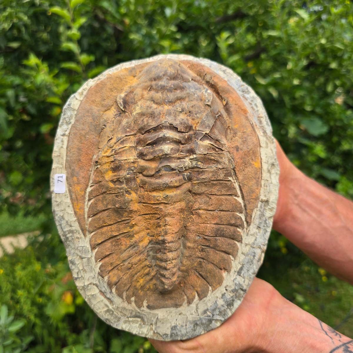 Echter Trilobit Fossil auf Matrix – Naturfund aus Marokko - handpräpariert - 22x17cm - Nr. 71