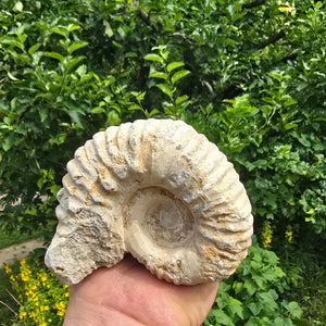 Ammonit - Echtes versteinertes Fossil - 100 Millionen Jahre alt - 11x9x6 cm - NR. 71
