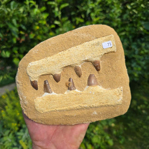 Mosasaurus Kiefer Prognathodon mit originalen Zähnen (Präpariert) – Fossil aus Marokko - 17x15cm - Nr. 71