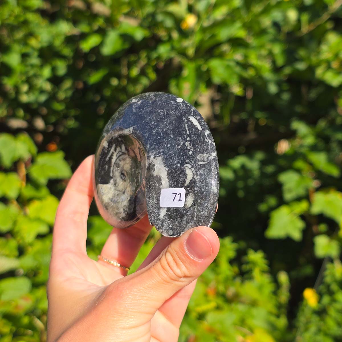 Ammonit - Echtes versteinertes Fossil - 100 Millionen Jahre alt - 10x7 cm - NR. 99