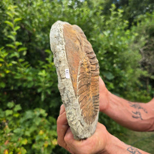 Echter Trilobit Fossil auf Matrix – Naturfund aus Marokko - handpräpariert - 22x17cm - Nr. 71