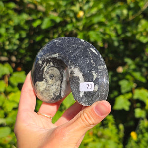 Ammonit - Echtes versteinertes Fossil - 100 Millionen Jahre alt - 10x7 cm - NR. 99