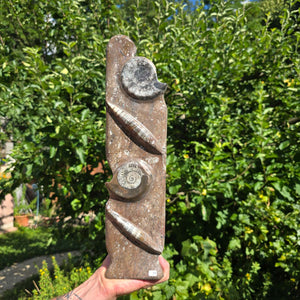 Dekorative handgefertigte Steinskulptur mit Ammoniten und Orthoceren (Fossilien) – 40x10x8cm - Nr. 71
