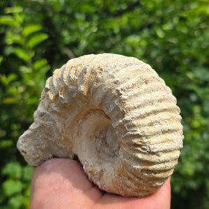 Ammonit - Echtes versteinertes Fossil - 100 Millionen Jahre alt - 11x9x6 cm - NR. 71