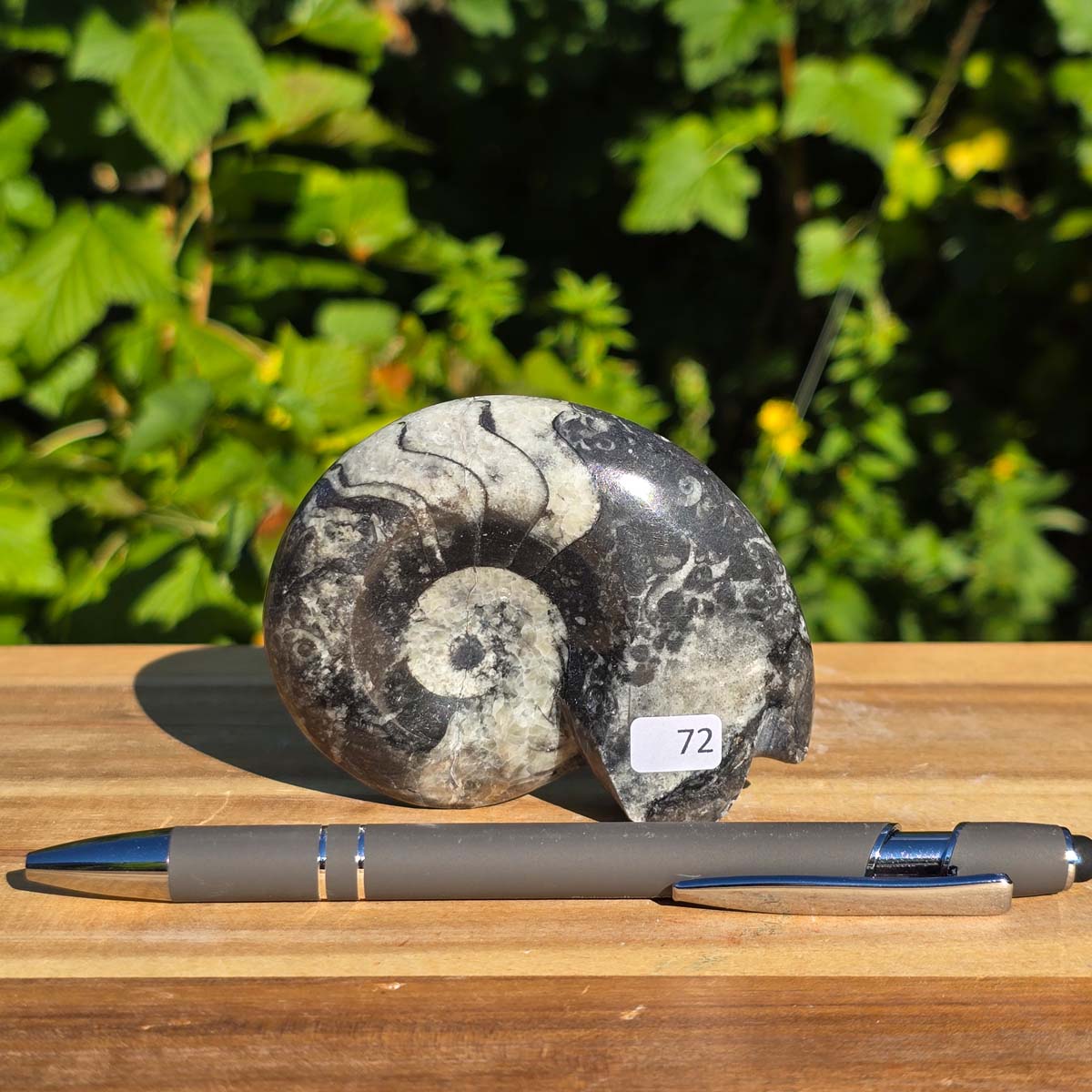 Ammonit - Echtes versteinertes Fossil - 100 Millionen Jahre alt - 8x7 cm - NR. 100
