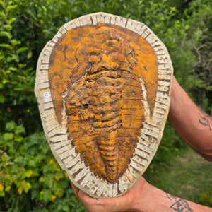 Echter Trilobit Fossil auf Matrix – Naturfund aus Marokko - handpräpariert - 28x21cm - Nr. 72