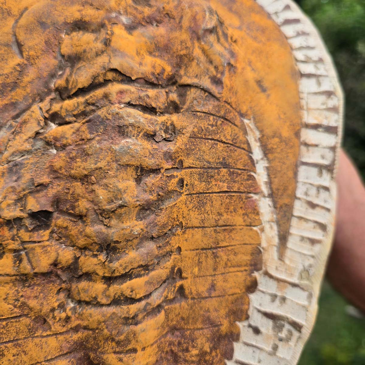 Echter Trilobit Fossil auf Matrix – Naturfund aus Marokko - handpräpariert - 28x21cm - Nr. 72