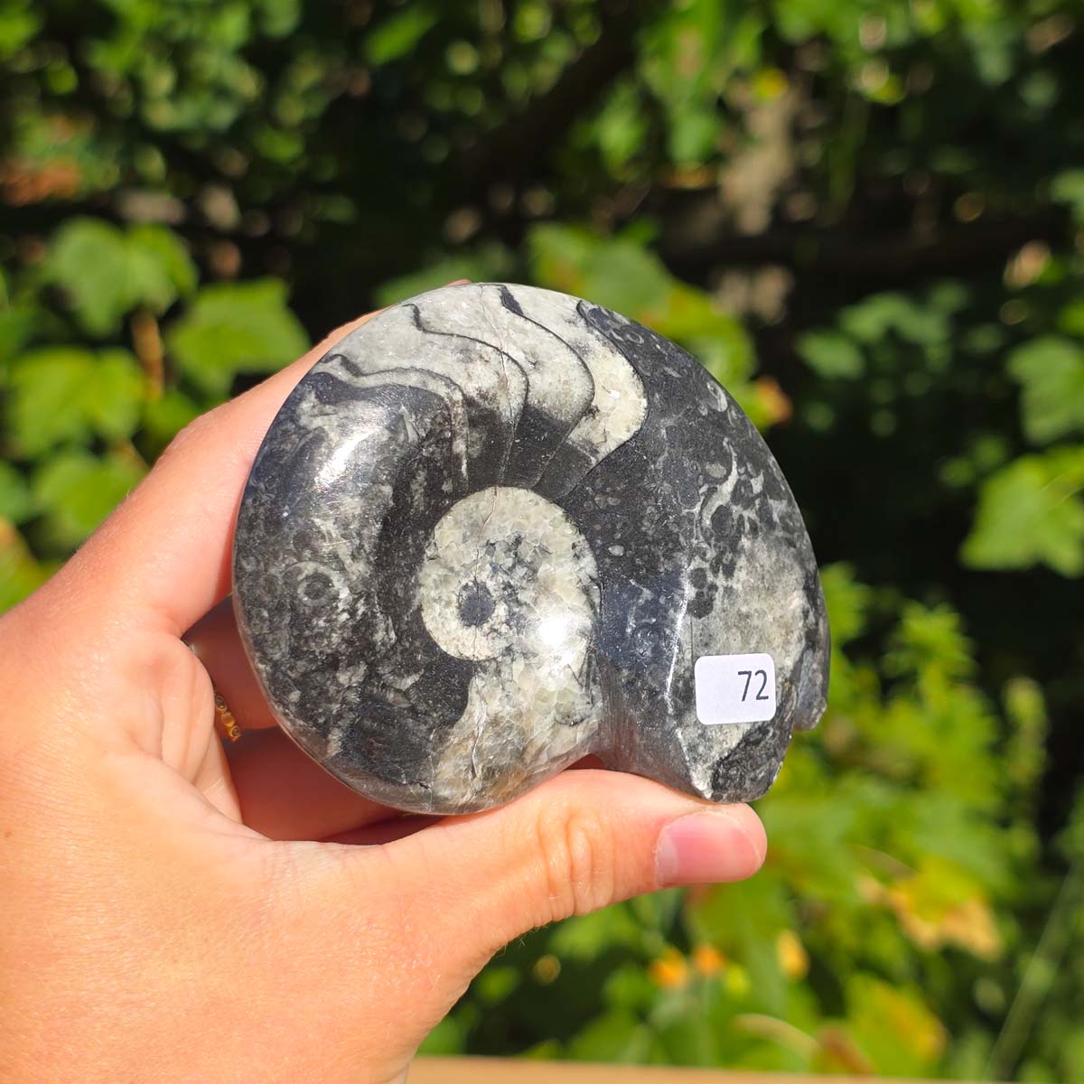 Ammonit - Echtes versteinertes Fossil - 100 Millionen Jahre alt - 8x7 cm - NR. 100