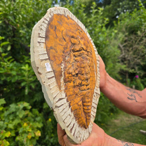 Echter Trilobit Fossil auf Matrix – Naturfund aus Marokko - handpräpariert - 28x21cm - Nr. 72