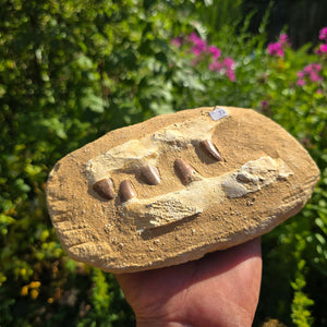 Mosasaurus Kiefer Prognathodon mit originalen Zähnen (Präpariert) – Fossil aus Marokko - 20x12cm - Nr. 72