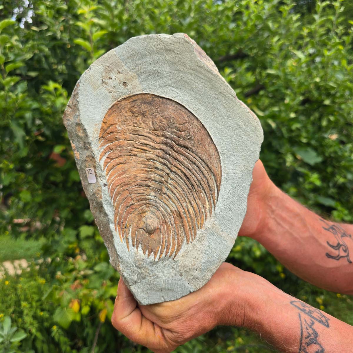 Echter Trilobit Fossil auf Matrix – Naturfund aus Marokko - handpräpariert - 22x16cm - Nr. 73