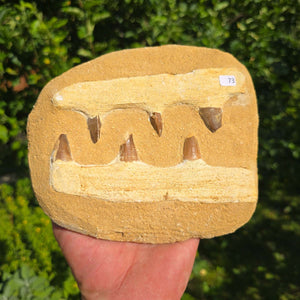 Mosasaurus Kiefer Prognathodon mit originalen Zähnen (Präpariert) – Fossil aus Marokko - 16x14cm - Nr. 73