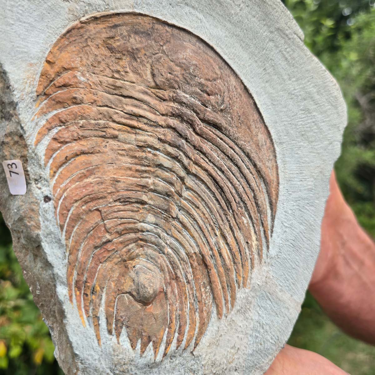 Echter Trilobit Fossil auf Matrix – Naturfund aus Marokko - handpräpariert - 22x16cm - Nr. 73