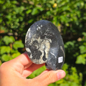 Ammonit - Echtes versteinertes Fossil - 100 Millionen Jahre alt - 9x7 cm - NR. 101