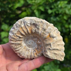 Ammonit - Echtes versteinertes Fossil - 100 Millionen Jahre alt - 11x8x5 cm - NR. 73