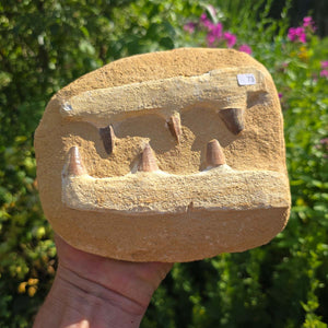 Mosasaurus Kiefer Prognathodon mit originalen Zähnen (Präpariert) – Fossil aus Marokko - 16x14cm - Nr. 73