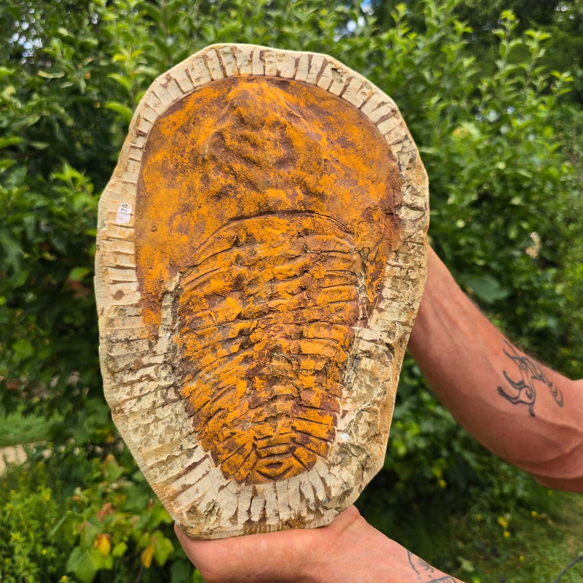 Echter Trilobit Fossil auf Matrix – Naturfund aus Marokko - handpräpariert - 30x21cm - Nr. 74