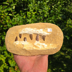 Mosasaurus Kiefer Prognathodon mit originalen Zähnen (Präpariert) – Fossil aus Marokko - 18x10cm - Nr. 74