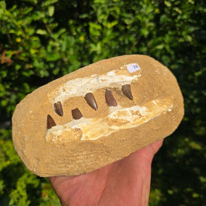 Mosasaurus Kiefer Prognathodon mit originalen Zähnen (Präpariert) – Fossil aus Marokko - 18x10cm - Nr. 74