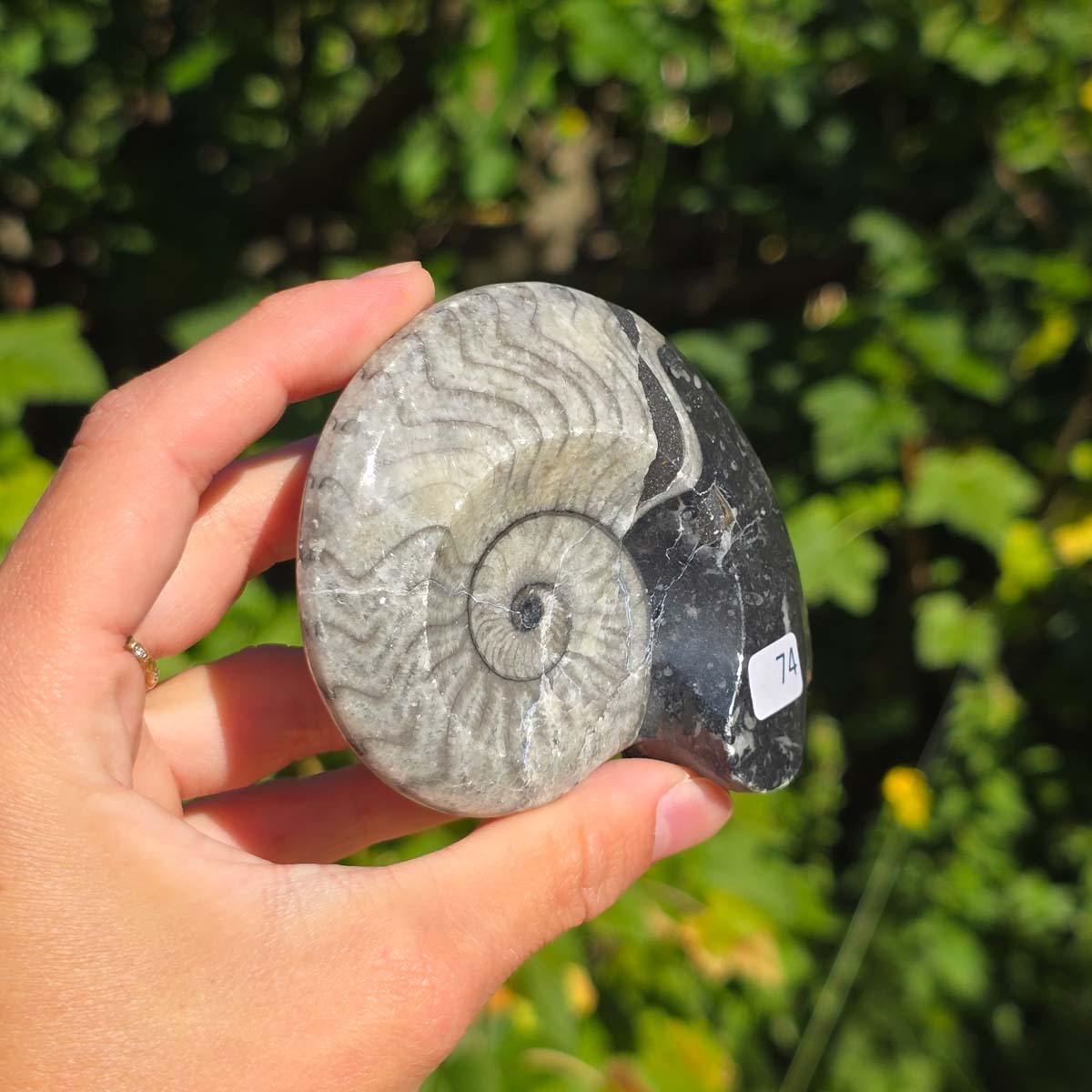 Ammonit - Echtes versteinertes Fossil - 100 Millionen Jahre alt - 8x7 cm - NR. 102