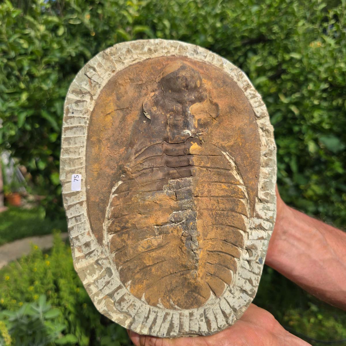 Echter Trilobit Fossil auf Matrix – Naturfund aus Marokko - handpräpariert - 25x18cm - Nr. 75