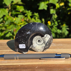 Ammonit - Echtes versteinertes Fossil - 100 Millionen Jahre alt - 8x6 cm - NR. 103