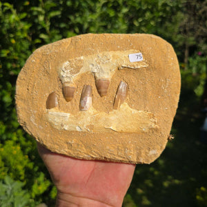 Mosasaurus Kiefer Prognathodon mit originalen Zähnen (Präpariert) – Fossil aus Marokko - 17x14cm - Nr. 75
