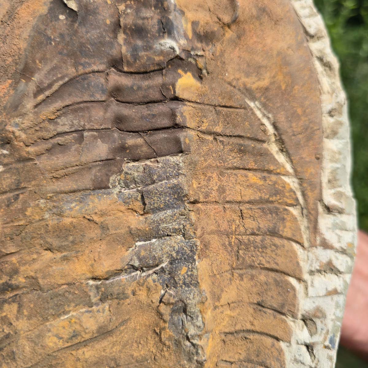 Echter Trilobit Fossil auf Matrix – Naturfund aus Marokko - handpräpariert - 25x18cm - Nr. 75