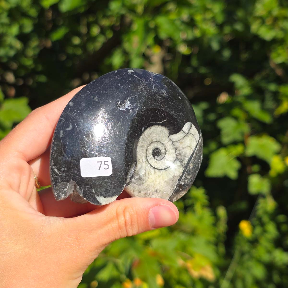 Ammonit - Echtes versteinertes Fossil - 100 Millionen Jahre alt - 8x6 cm - NR. 103