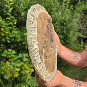 Echter Trilobit Fossil auf Matrix – Naturfund aus Marokko - handpräpariert - 25x18cm - Nr. 75