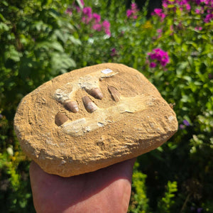 Mosasaurus Kiefer Prognathodon mit originalen Zähnen (Präpariert) – Fossil aus Marokko - 17x14cm - Nr. 75
