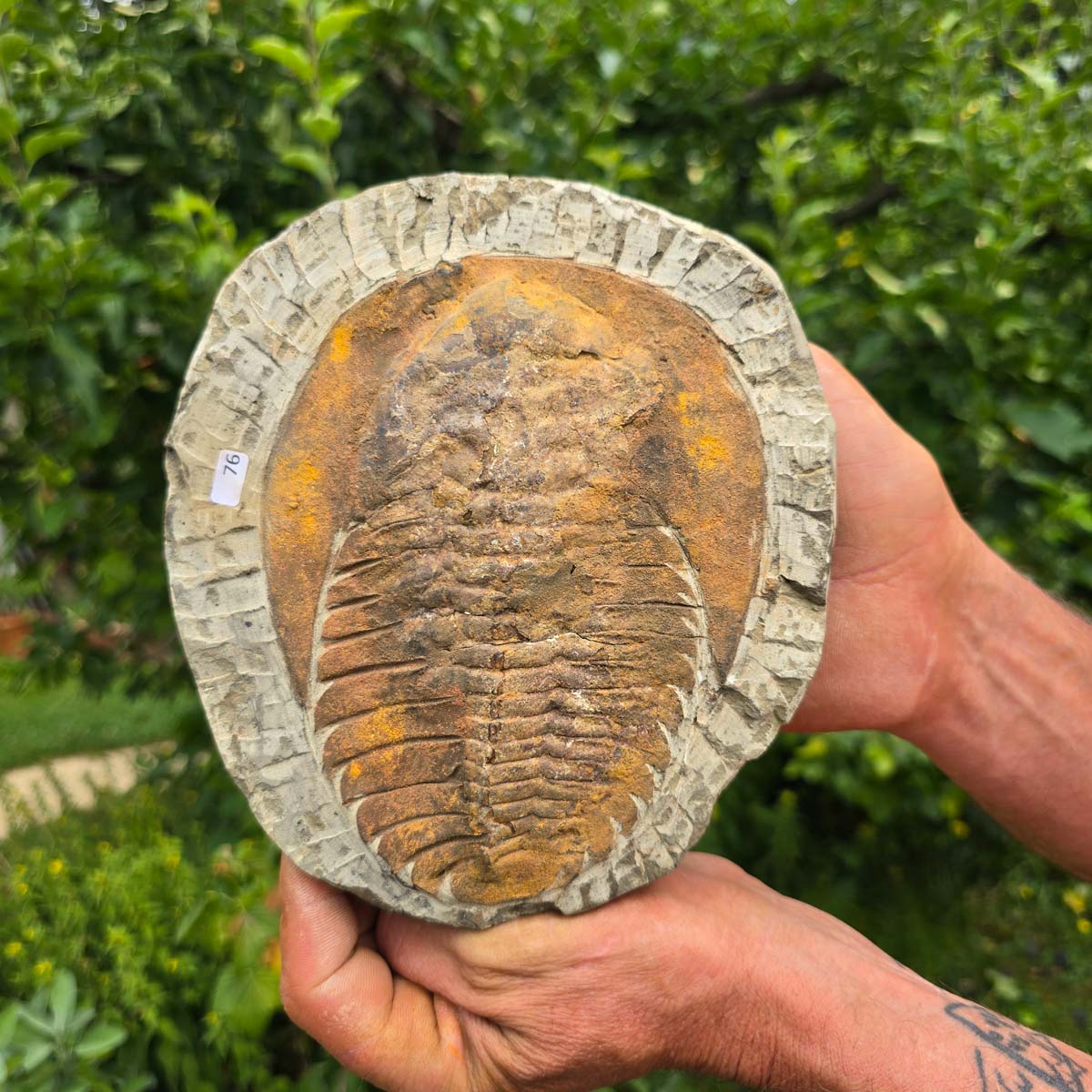 Echter Trilobit Fossil auf Matrix – Naturfund aus Marokko - handpräpariert - 19x17cm - Nr. 76