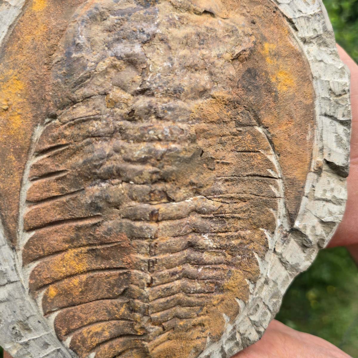 Echter Trilobit Fossil auf Matrix – Naturfund aus Marokko - handpräpariert - 19x17cm - Nr. 76